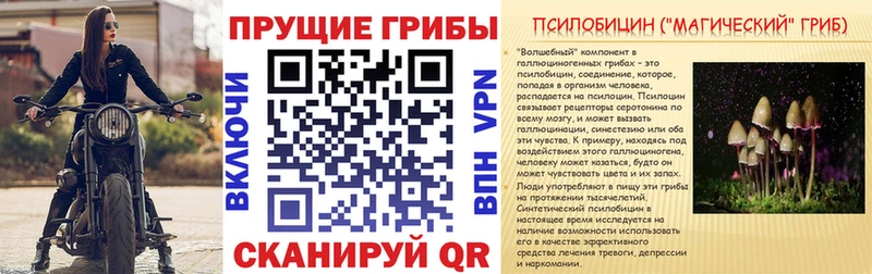 где найти   Брянск  Псилоцибиновые грибы GOLDEN TEACHER 